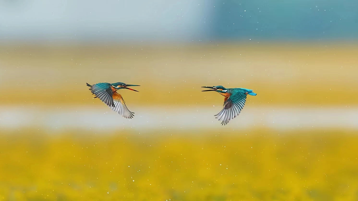 Capturing the Wild Splendor of Qinghai: A Journey Through the Lens